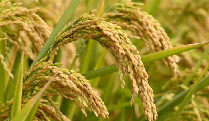 PSA: Farmgate prices of palay increased in April 2023