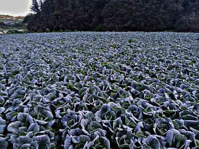 Frost-affected crops cause 'minimal' losses, says Baguio farmers