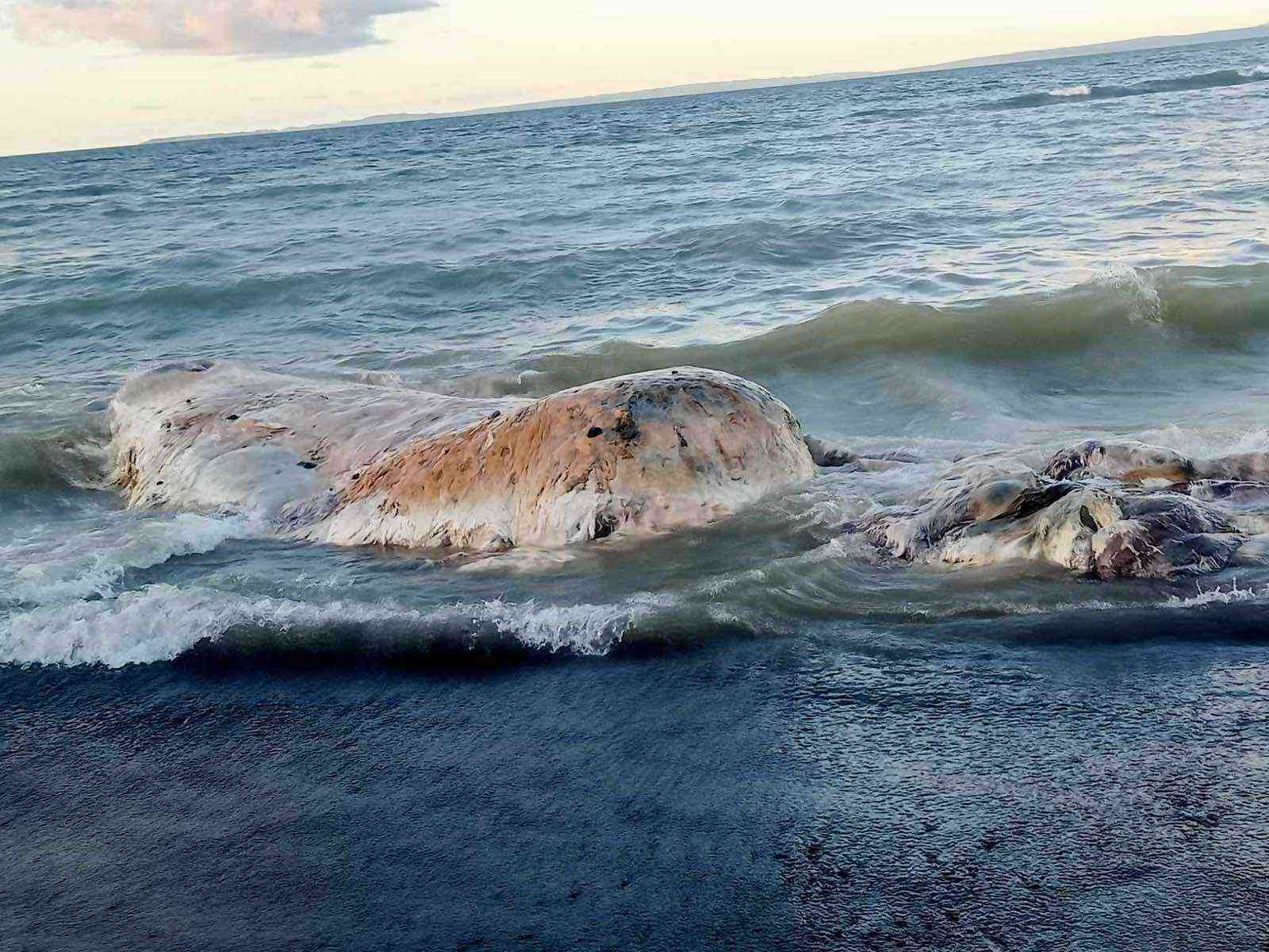 Deceased sperm whale found in Infanta, Quezon - PCG