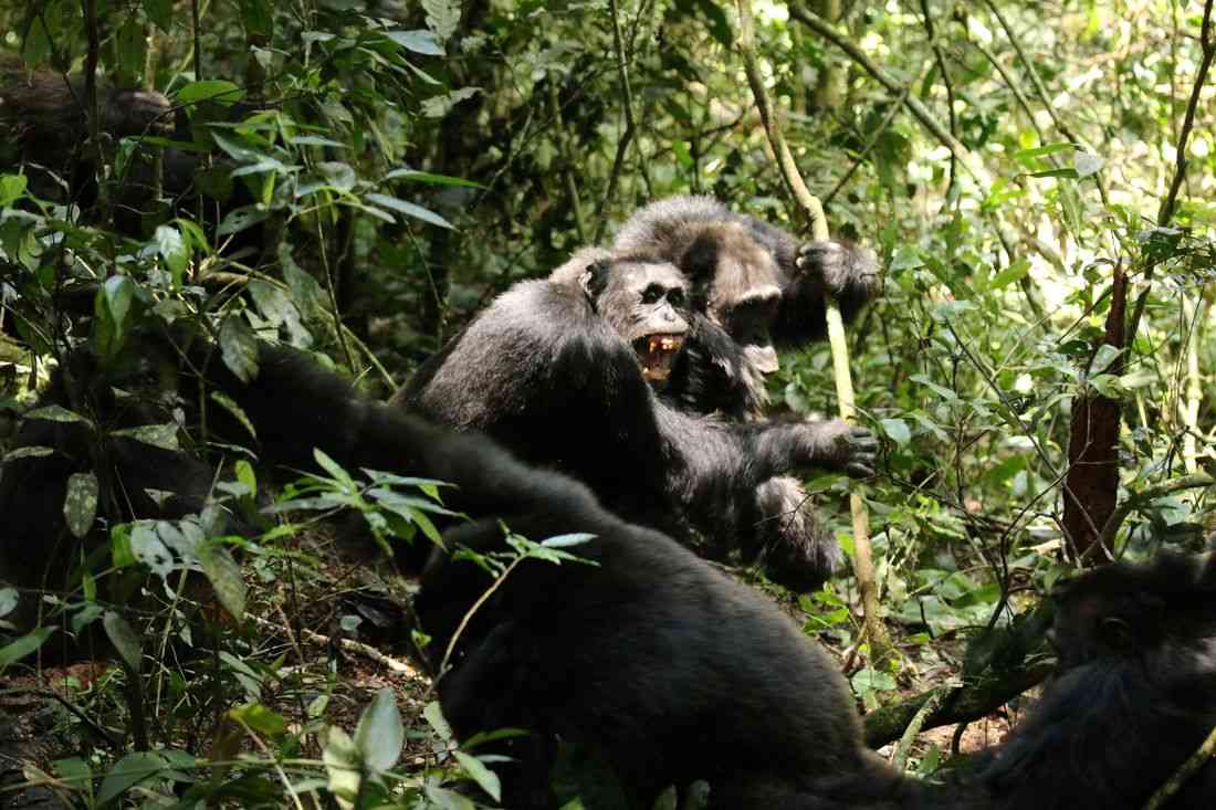 Scientists stunned as chimpanzees turn on friends in killing spree