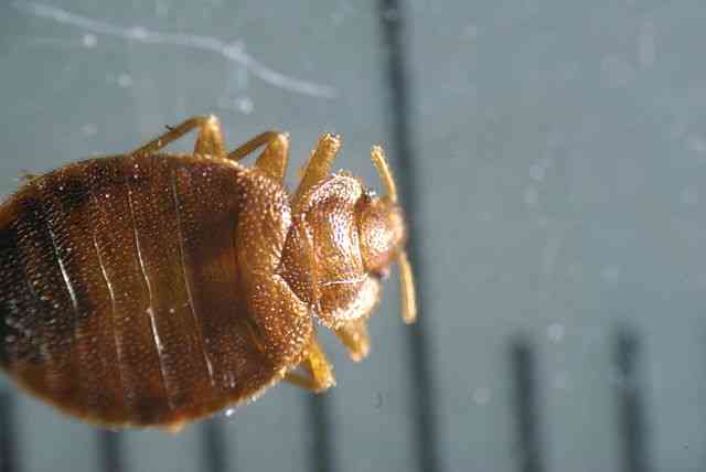 French gov’t to issue countermeasures as bedbug outbreak in Paris spreads panic