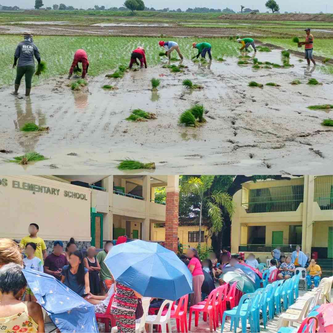 Carina, Habagat damage to Agriculture, Schools hit P800-M