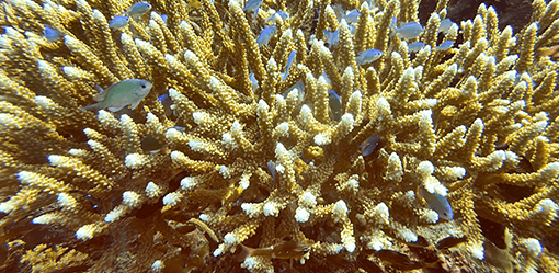 Coral bleachings devastate Bali reefs as sea temperatures rise