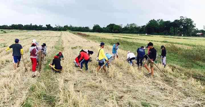 Florita agriculture damages soar to P19 million, DA reports