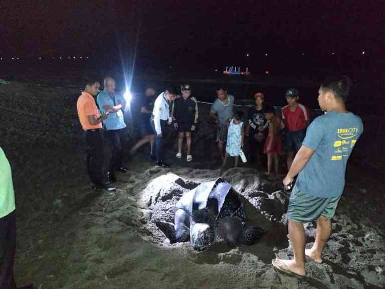 DENR appeals for support over protection of marine turtle's nesting site