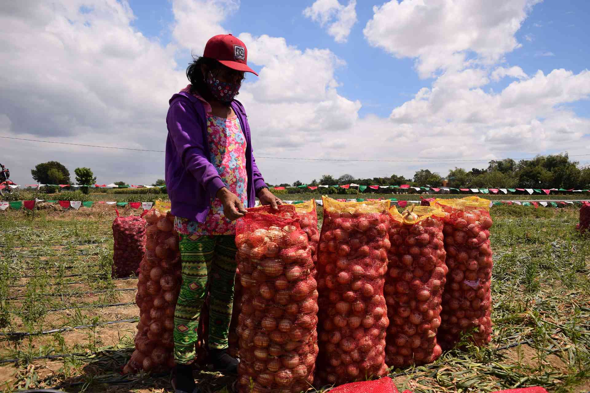 Farmers cry foul over drop in onion price