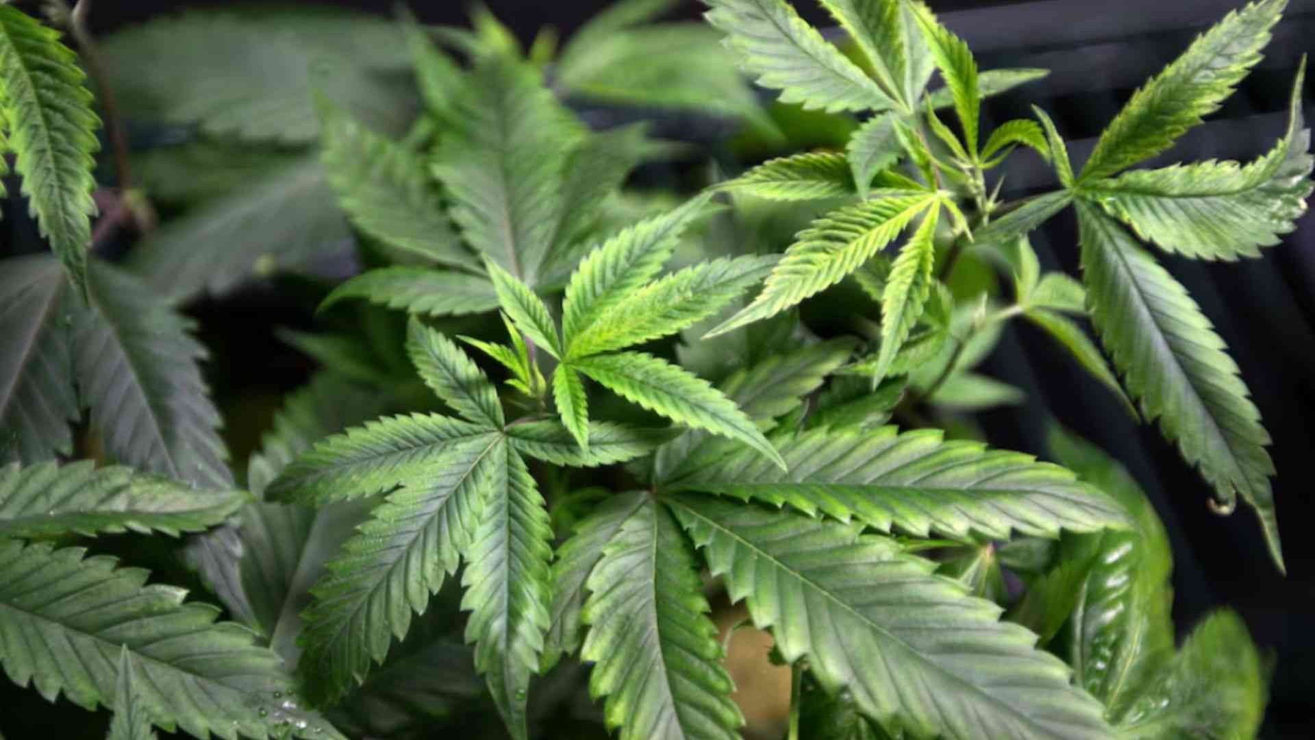House OKs medical marijuana bill
