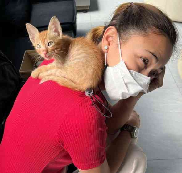 LOOK: Jodi Sta. Maria is now a fur mom after adopting a stray cat at NAIA