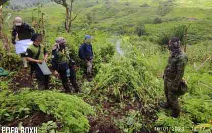 Law enforcers uproot marijuana plants in South Cotabato village