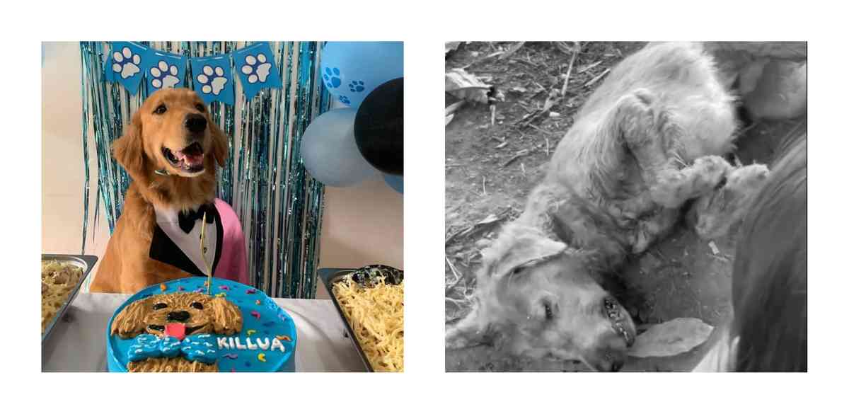 #JusticeForKillua: Netizens condemn brutal death of golden retriever