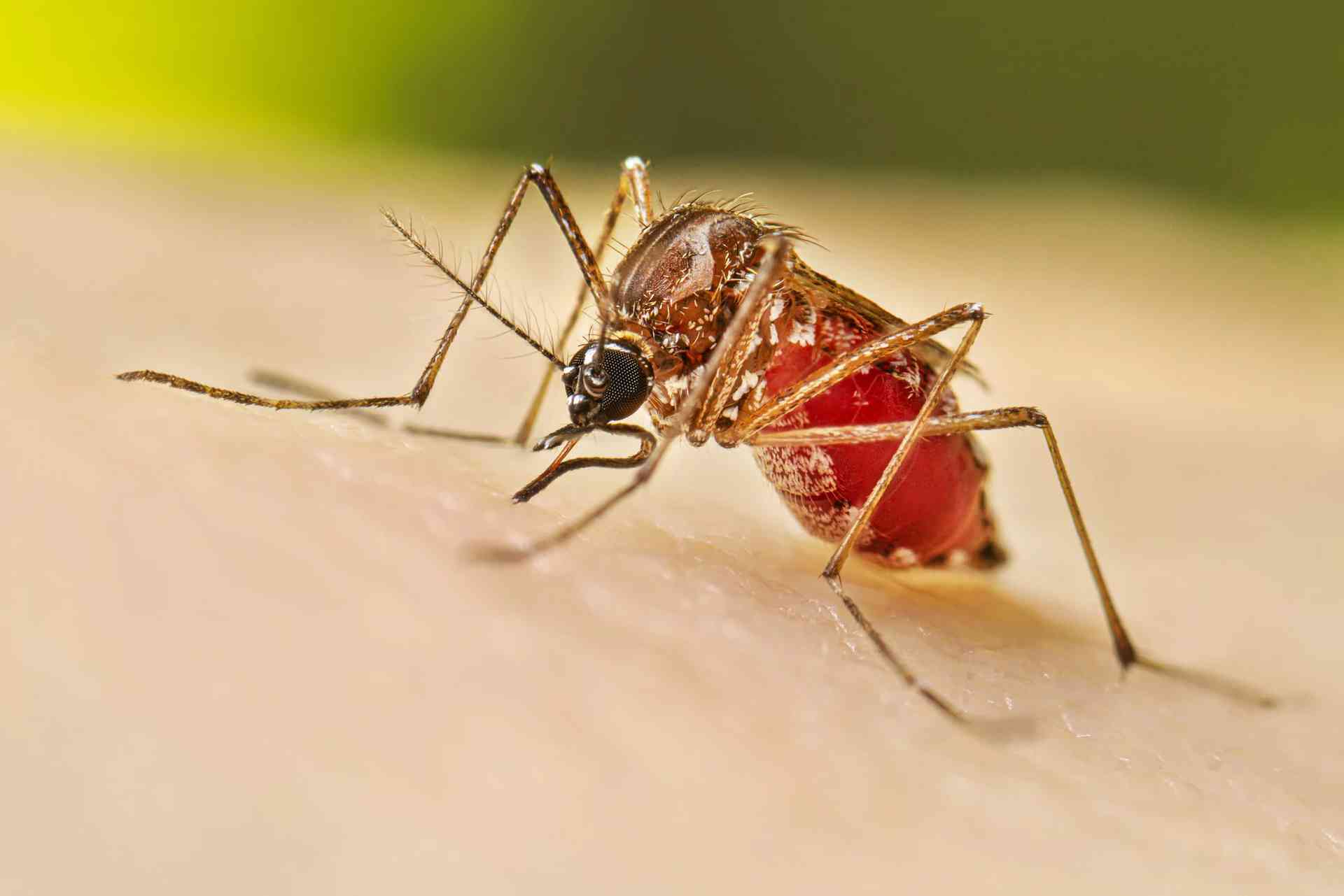 More dengue cases, less deaths — DOH