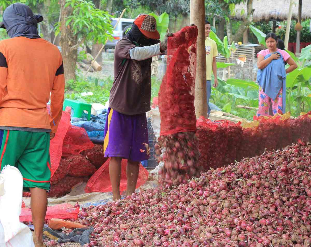 DA: Onion prices slowly drop due to importation