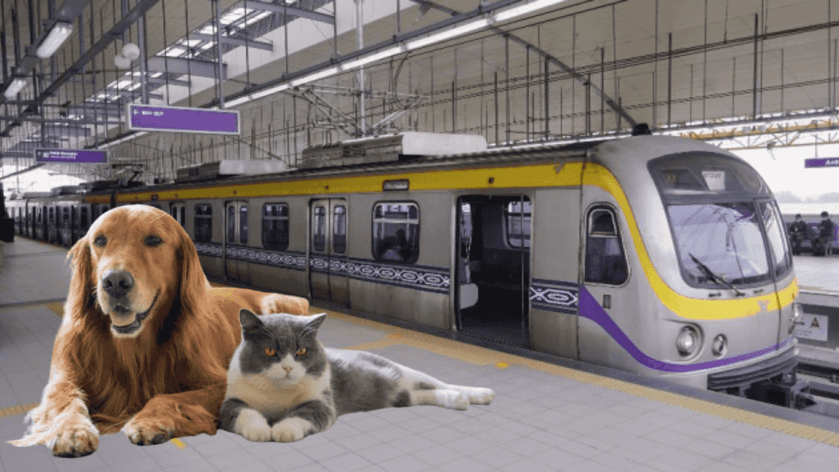 Pets now allowed in LRT-2, LRTA confirms