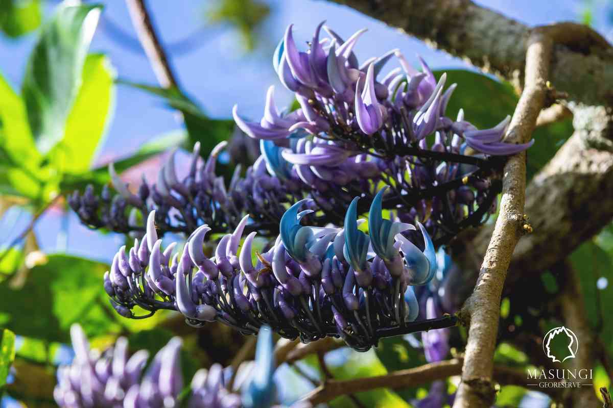 LOOK: Rare JC's Vine blooms in Masungi Georeserve