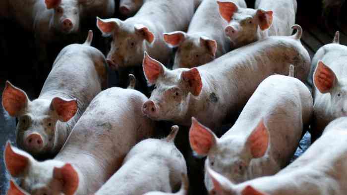 Negros Oriental town temporary bans hogs due to ASF detection