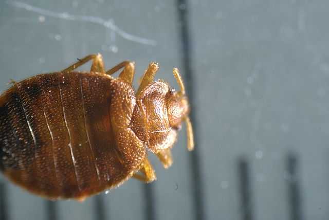 French gov’t to issue countermeasures as bedbug outbreak in Paris spreads panic