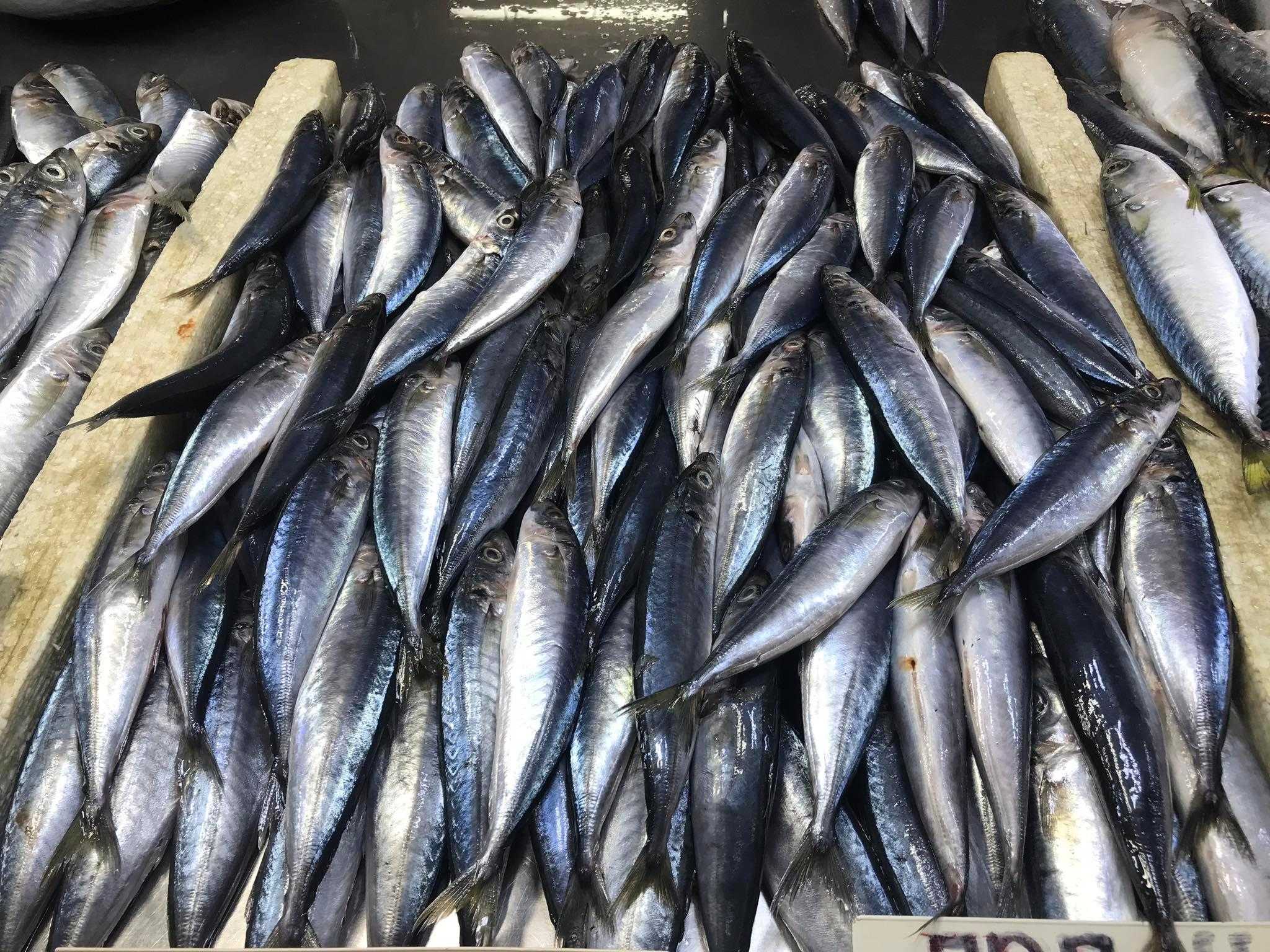 BFAR to import 35MT of frozen fish amidst closed fishing season