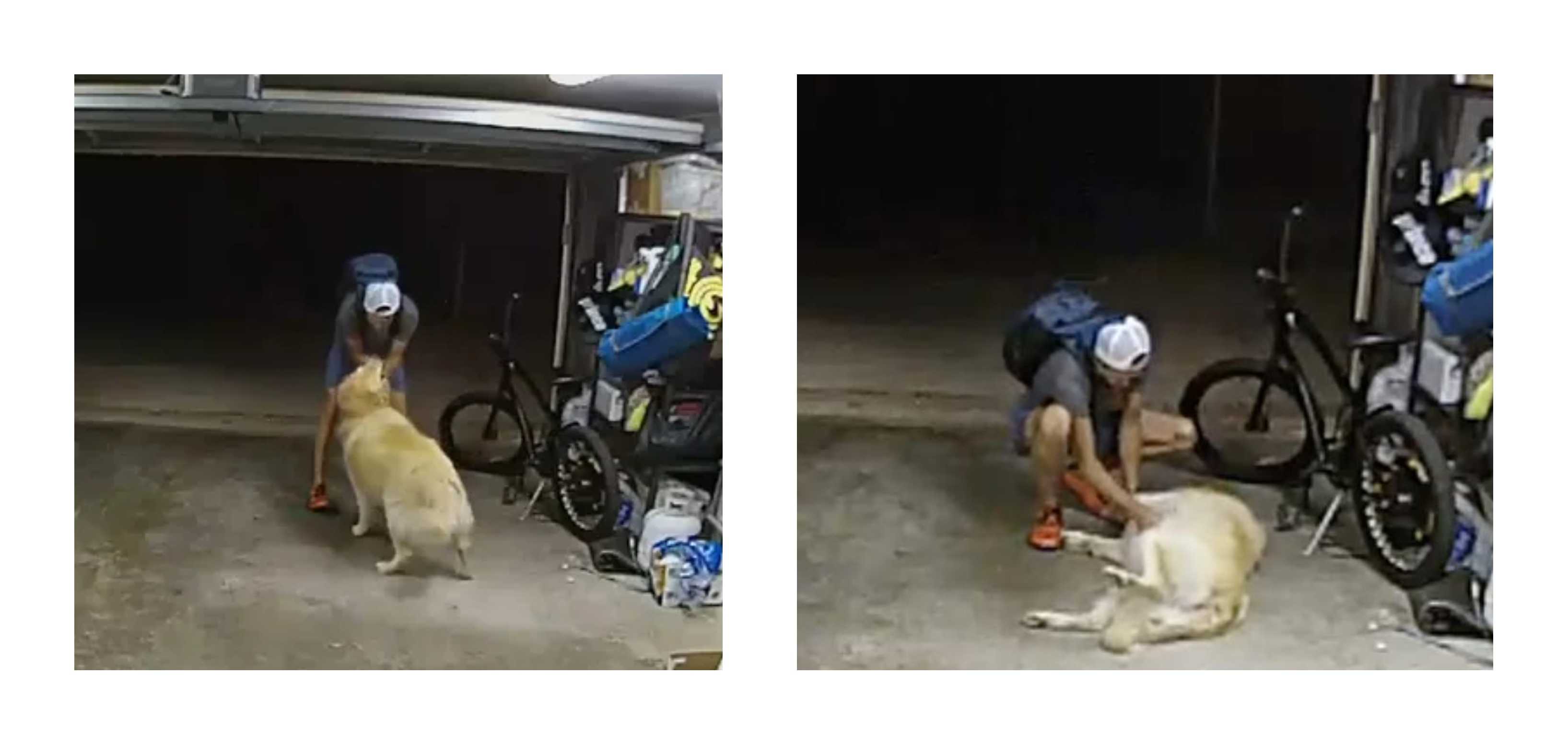 Burglar goes viral for petting victim's friendly dog before stealing: "You're a sweetheart"