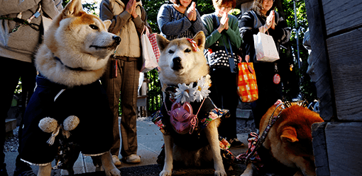 Dogs don kimonos, receive blessings in place of children in aging Japan