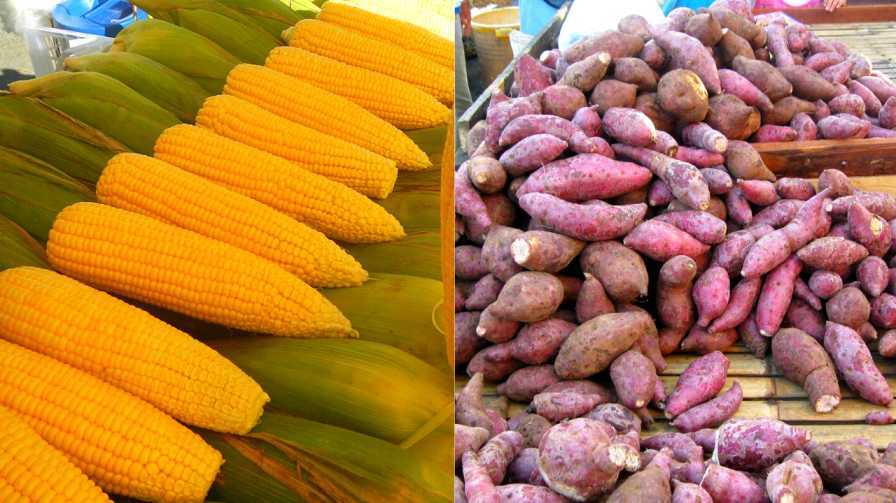 DOH advises Filipinos to try kamote, corn as alternatives to rice