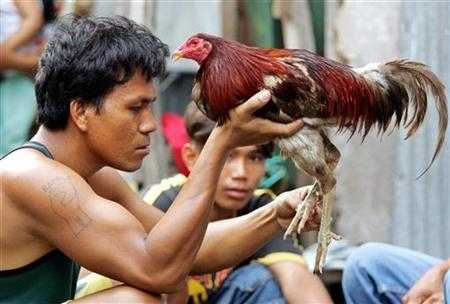 IATF OKs cockpit operations, traditional cockfighting in Alert Level 2