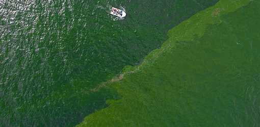 Extreme plankton bloom creates marine 'dead zone' off eastern Thailand