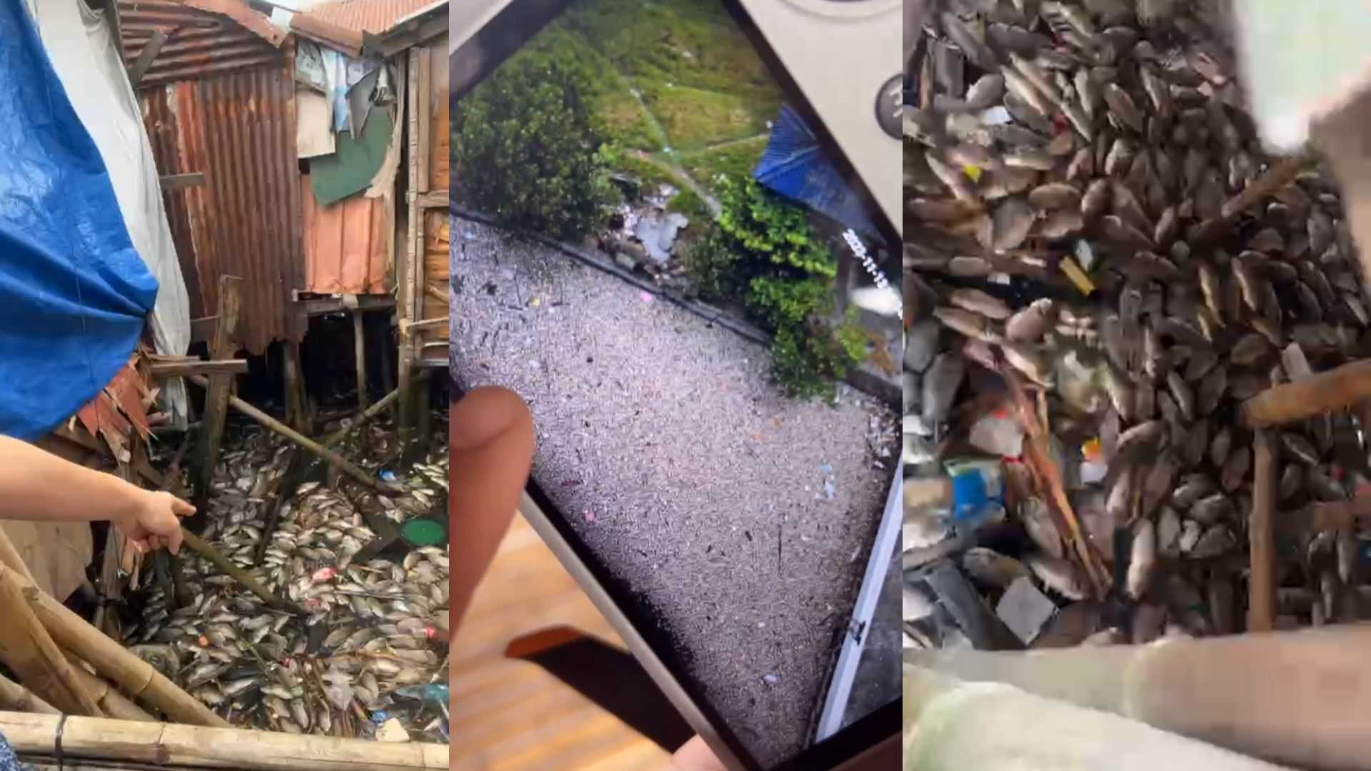 Fish kill hits Cavite City