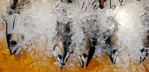 Japan aims to restore fish catch to 2010 level; no Fukushima water impact seen