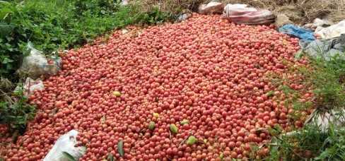 Price of tomatoes drop to P7/kilo