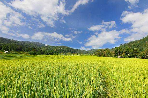 DA: Agri damage, losses due to El Niño goes up to ₱357.4-M