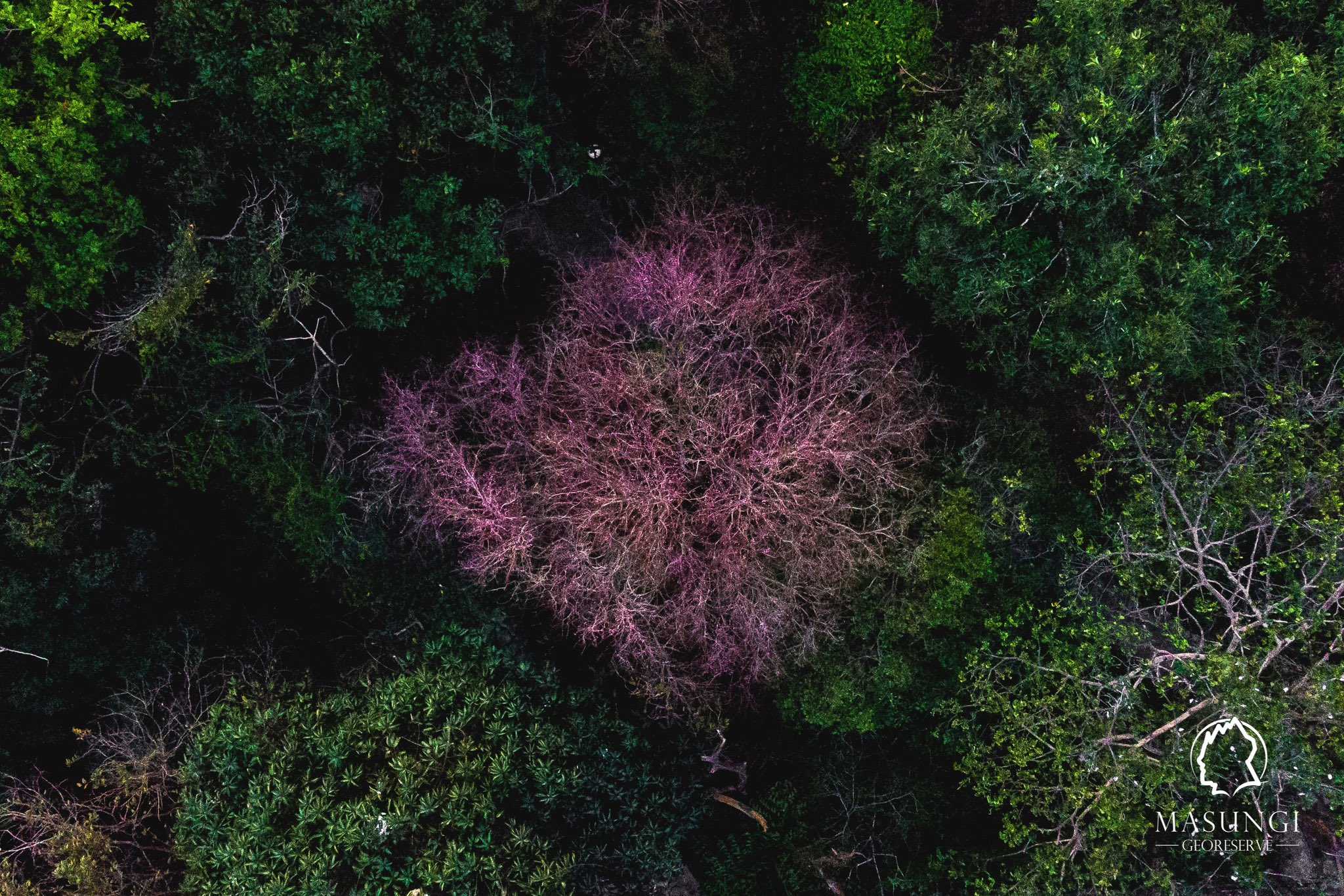 LOOK: Philippine version of 'cherry blossom' blooms in Masungi