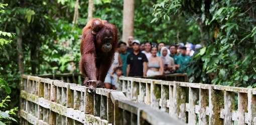 Malaysia announces adopt-an-orangutan plan for palm oil importers