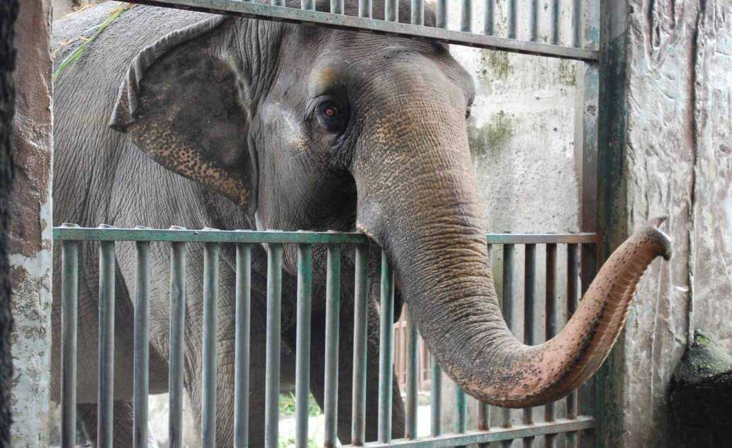 Philippines' lone elephant Mali dies at 49