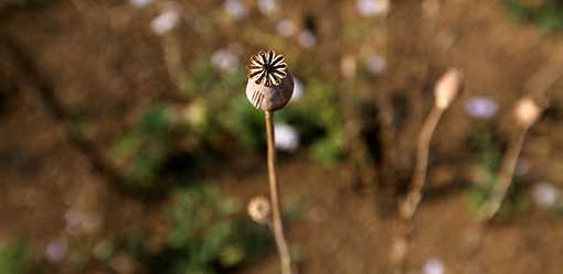 Myanmar is now world's largest source of opium, UN says