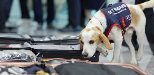 Olympics-South Korea deploys sniffer dog to screen for bedbugs after Paris Games