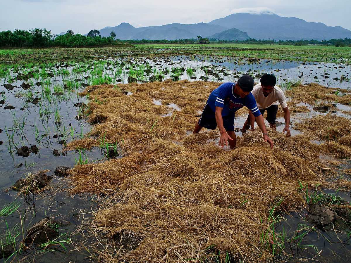 Rice farmers to receive ₱5,000 financial assistance from national gov’t