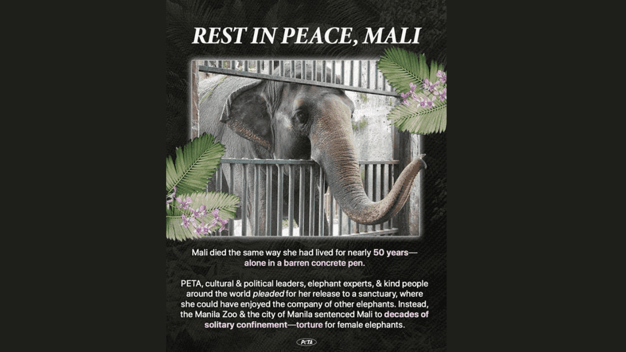 Animal rights group calls for accountability in death of PH's lone elephant Mali