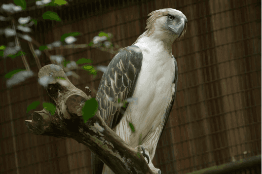 Philippine eagle 'Geothermica' passes away in Singapore