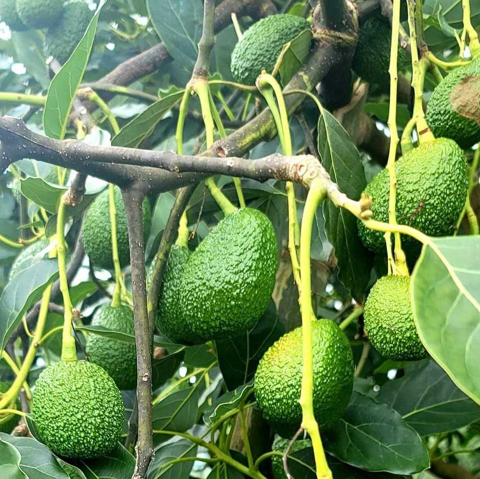 PH to export avocados in South Korea this month