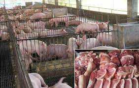Pigs, pork from Bohol banned in Cebu after African swine fever cases