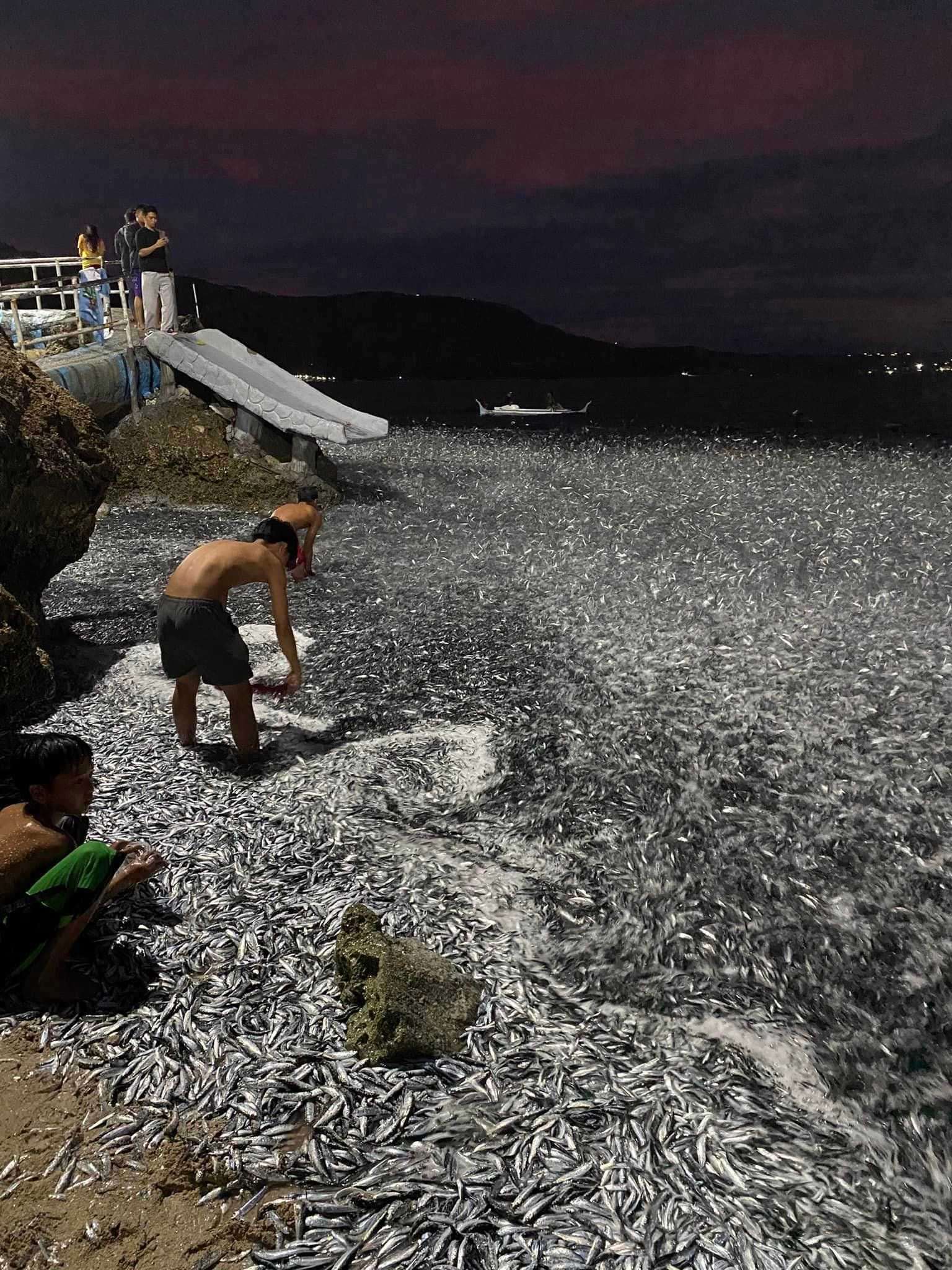 Influx of tamban fish spotted in Maasim, Sarangani