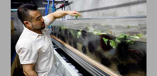 Sea urchins fed waste cabbage to spare Japan's seaweed forests