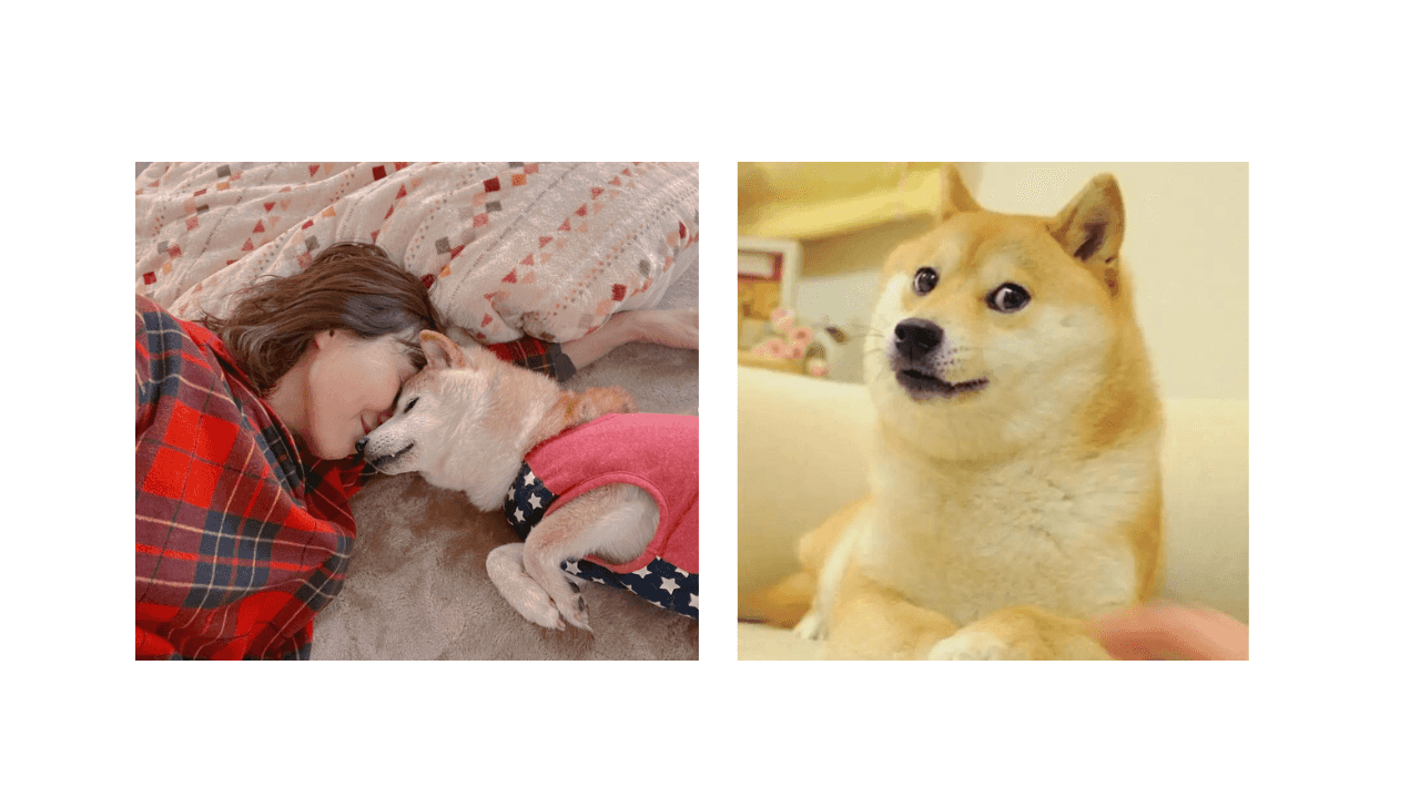 Shiba Inu behind viral 'doge' meme has lukemia, owner says