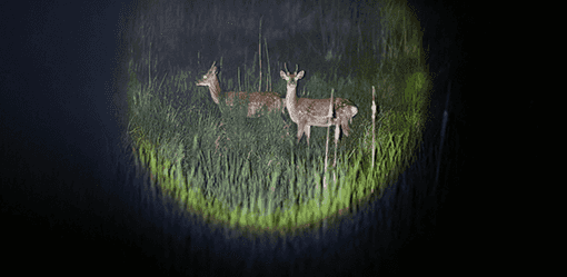Swelling deer herd hems in South Korean islanders
