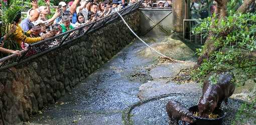 Thai baby hippo internet star draws thousands to her zoo