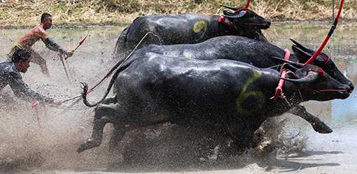 Thai buffalo race marks start of rice growing season