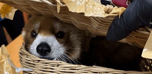 Thai customs seize red panda, snakes in checked-in baggage