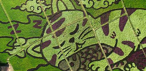 Thai rice farmer makes art with plantings that depict cats