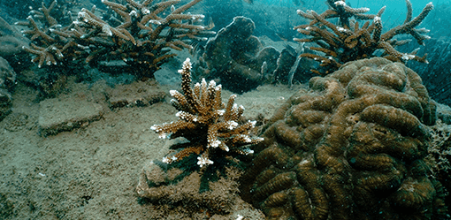 Thai scientists breed coral in labs to restore degraded reefs