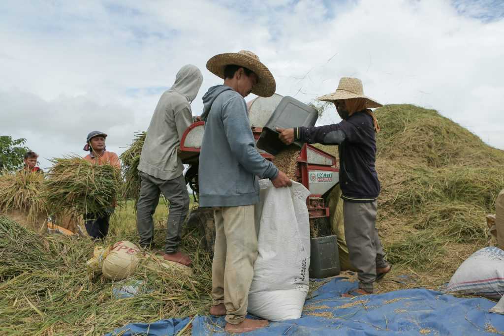 Typhoons lead rice prices by P1.50 to P2, says DA